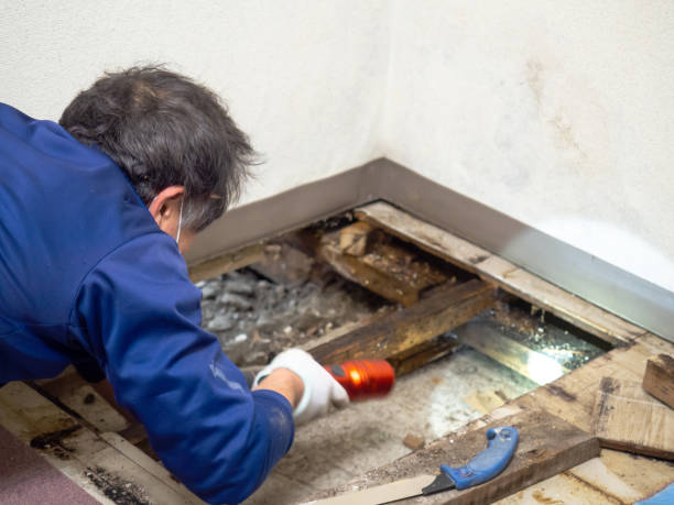 Best Residential Mold Removal  in Socastee, SC