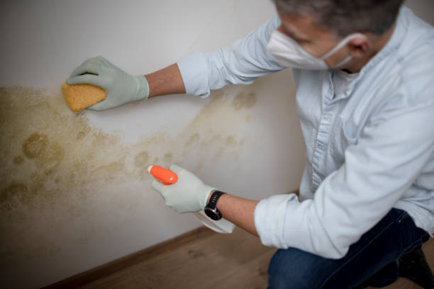 Certified Mold Removal in Socastee, SC