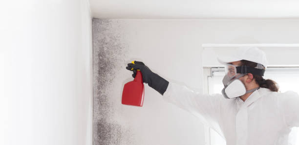 Office Mold Removal Services in Socastee, SC