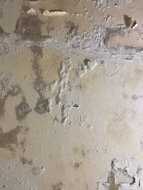 Best Toxic Mold Removal  in Socastee, SC