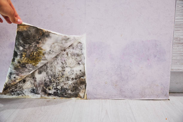 Best Commercial Mold Removal  in Socastee, SC